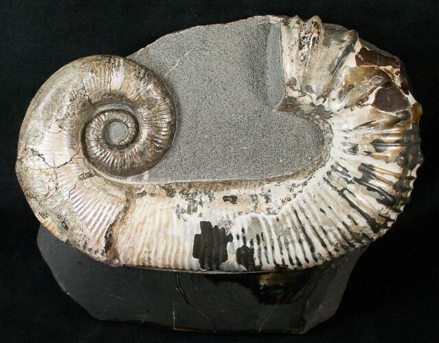 Stunning Russian Heteromorph Ammonite - Argyllite Base #15585
